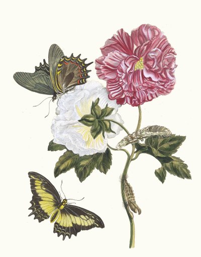 Rosier. Du livre Metamorphosis insectorum Surinamensium - Maria Sibylla Merian