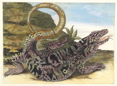Sauvegarde. Du livre Metamorphosis insectorum Surinamensium, 1705 - Maria Sibylla Merian