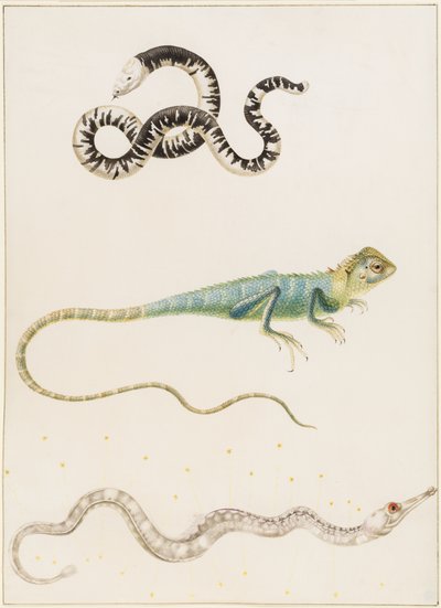 Lézard-ver sud-américain à petite tête, iguane ou lézard arboricole des Indes orientales et syngnathe - Maria Sibylla Merian