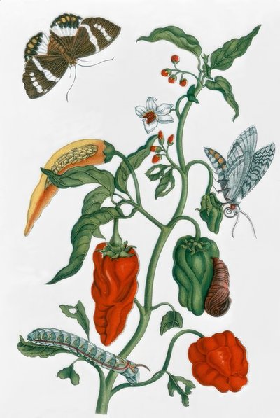 Piment espagnol / M.S. Merian - Maria Sibylla Merian