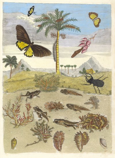 Cerf-volant, amphibiens et palmiers. Du livre Metamorphosis insectorum... - Maria Sibylla Merian