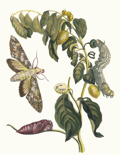 Zursak. Du livre Metamorphosis insectorum Surinamensium (1705) - Maria Sibylla Merian