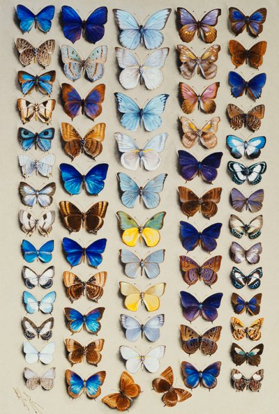 Une assiette remplie de soixante-deux papillons, en cinq colonnes, représentant principalement certains des plus grands membres des Lycaenidae - Marian Ellis Rowan