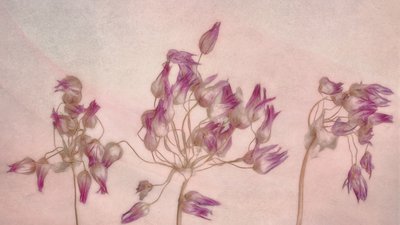 Fleurs séchées délicates - Marie-anne Stas
