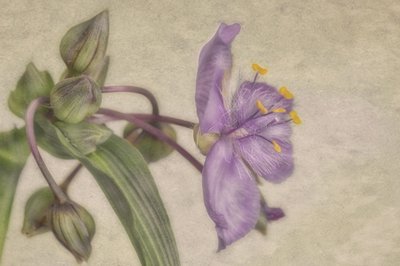 Fleur violette délicate - Marie-anne Stas