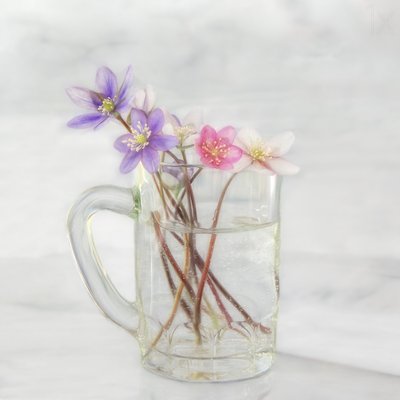 Fleurs printanières délicates - Marie-anne Stas