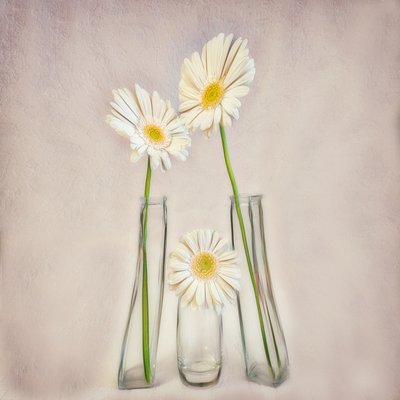 Gerberas blanches élégantes - Marie-anne Stas