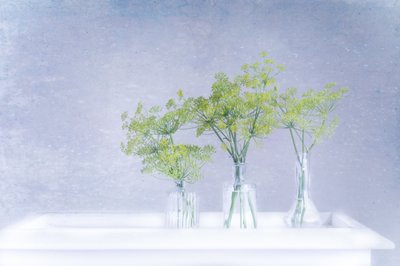 Aneth frais dans des vases en verre - Marie-anne Stas