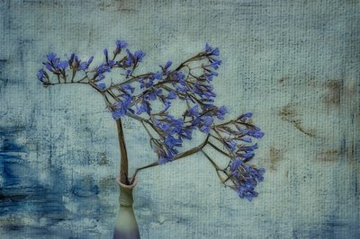  - Marie-anne Stas