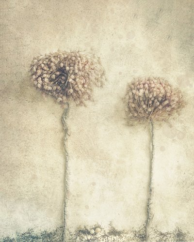 Fleurs séchées rustiques - Marie-anne Stas