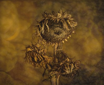 Tournesols séchés au style rustique - Marie-anne Stas