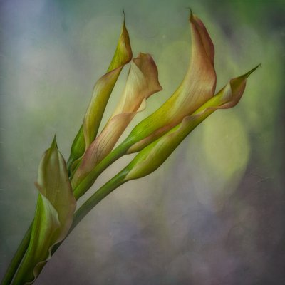 Callas aux teintes douces - Marie-anne Stas
