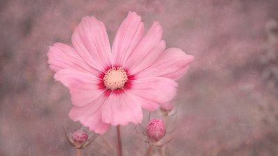 Cosmos rose pâle - Marie-anne Stas