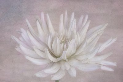 Dahlia blanc tendre - Marie-anne Stas