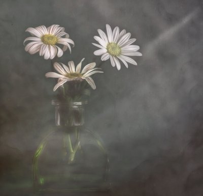Des marguerites paisibles dans la brume - Marie-anne Stas