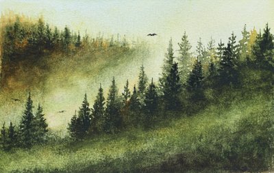 Forêt sempervirente brumeuse - Marina Kozyr