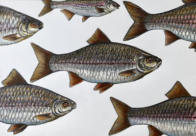 Illustration d
