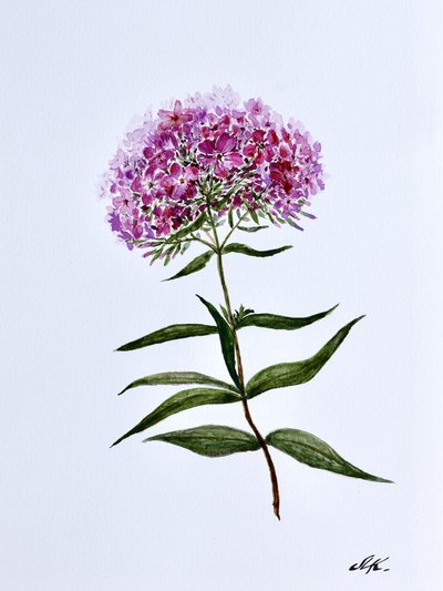 Floraison botanique éclatante - Marina Kozyr