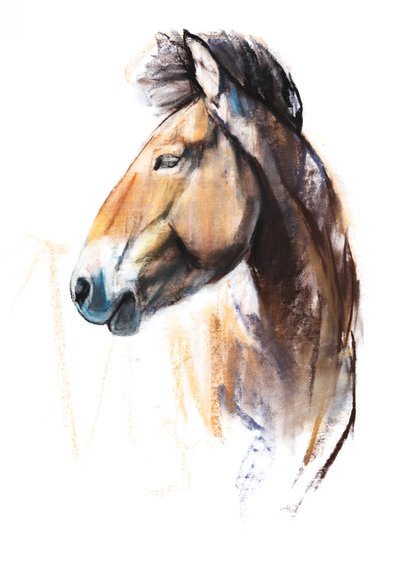 Esprit du Désert (Przewalski), 2013 - Mark Adlington