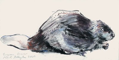 Castor européen (étude) 2001 - Mark Adlington