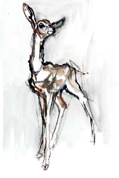 Faon de Gerenuk, Sarara, 2018 - Mark Adlington