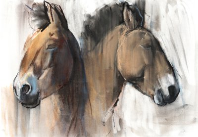 Étude de tête (Przewalski) 2012 - Mark Adlington