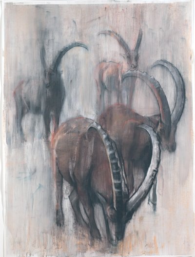 Stambecchi en été - Mark Adlington