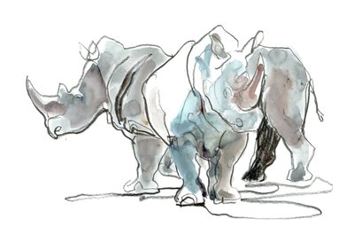 Rhinocéros blancs, Mont Etjo, 2020 - Mark Adlington