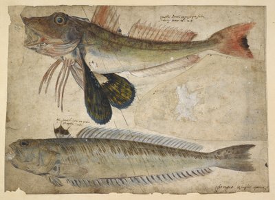 Dessins de deux poissons, d