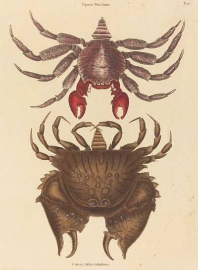 Crabe rocheux tacheté rouge Cancer grapsus - Mark Catesby