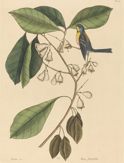 Le grimpeur de pinson Parus americanus - Mark Catesby