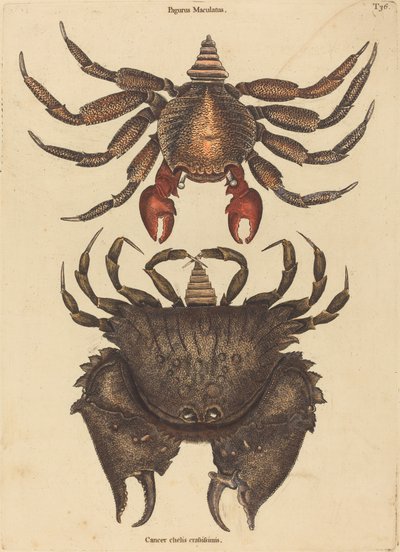 Le crabe rocheux rouge tacheté (Cancer grapsus) - Mark Catesby