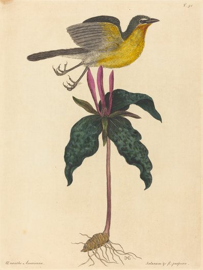 Le Bruant à poitrine jaune, publié en 1754 - Mark Catesby