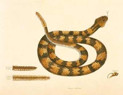 Serpent Caudison, Serpent à sonnette, planche 41, vol. 1, de 