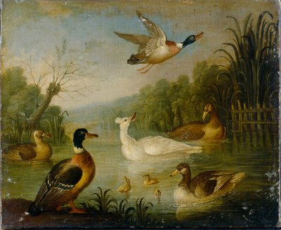 Canards colverts sur un étang - Marmaduke Cradock
