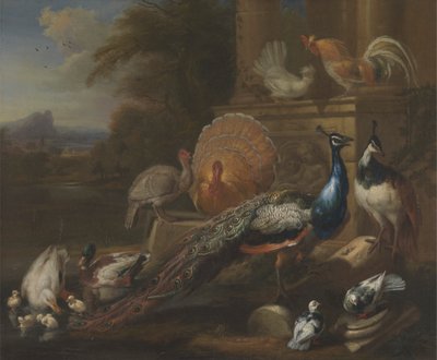 Paons, colombes, dindes, poules et canards près d