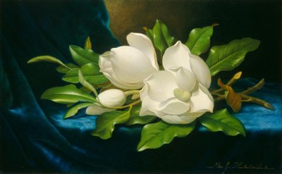 Magnolias géants sur un tissu de velours bleu, vers 1890 - Martin Johnson Heade