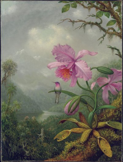 Colibri perché sur une plante d