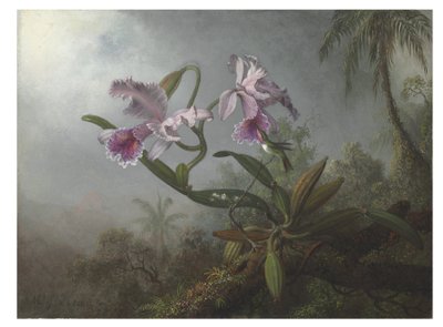 Orchidées roses et colibri sur une branche - Martin Johnson Heade