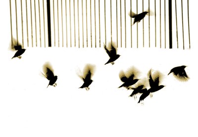 Starlings, 2003 (photogravure) - Martin Mossop