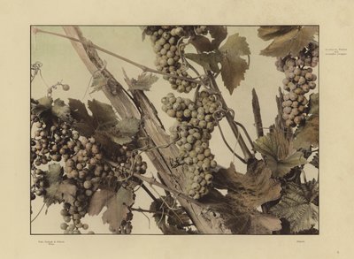 Un des Festons und Decorative Gruppen de Martin Gerlach - Martin senior Gerlach