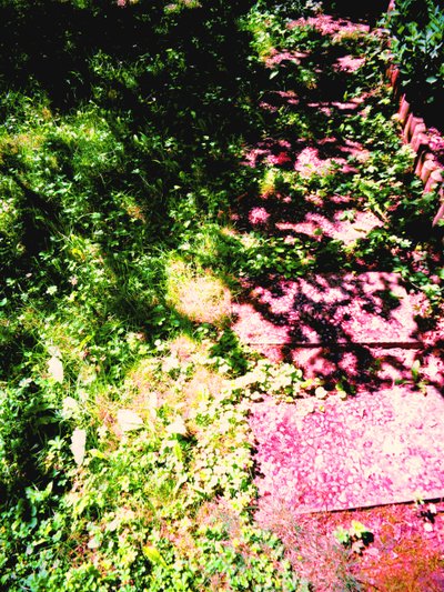 Prince et princesse ou herbe et chemin de jardin - Martina Konitzky