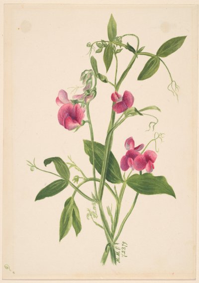 (Sans titre--Étude de fleurs) - Mary Vaux Walcott