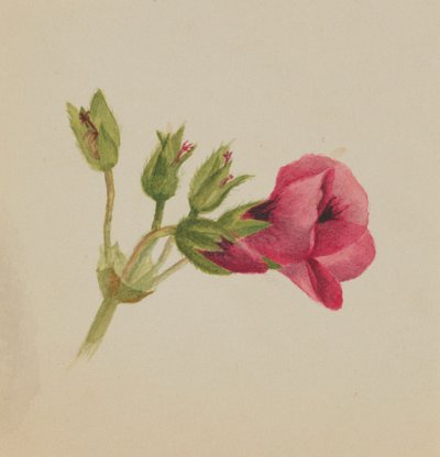 (Sans titre--Étude de fleurs) - Mary Vaux Walcott
