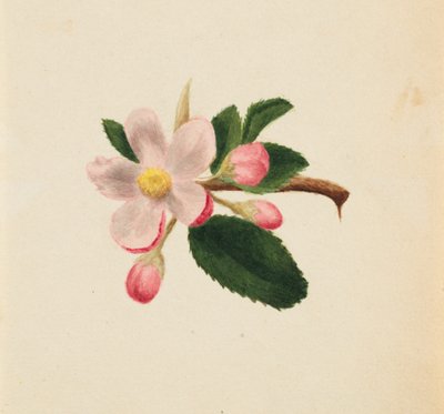 (Sans titre--Étude de fleurs) - Mary Vaux Walcott