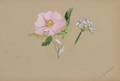 (Sans titre--Étude de fleurs) - Mary Vaux Walcott