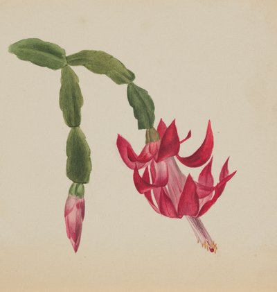(Sans titre--Étude de fleurs) - Mary Vaux Walcott