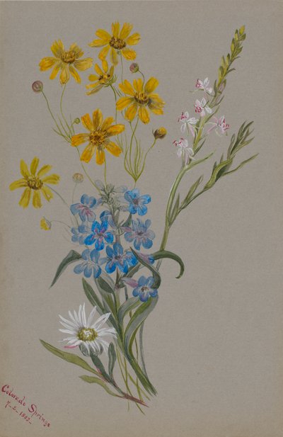 (Sans titre, groupe de fleurs) - Mary Vaux Walcott