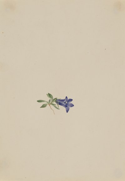 Campanule alpine Campanula lasiocarpa, n.d. - Mary Vaux Walcott