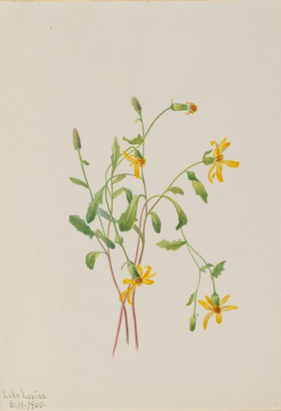 Séneçon des Alpes (espèce Senecio) - Mary Vaux Walcott